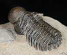 Rare Bulbous Nosed Actinopeltis Trilobite - #11491-2